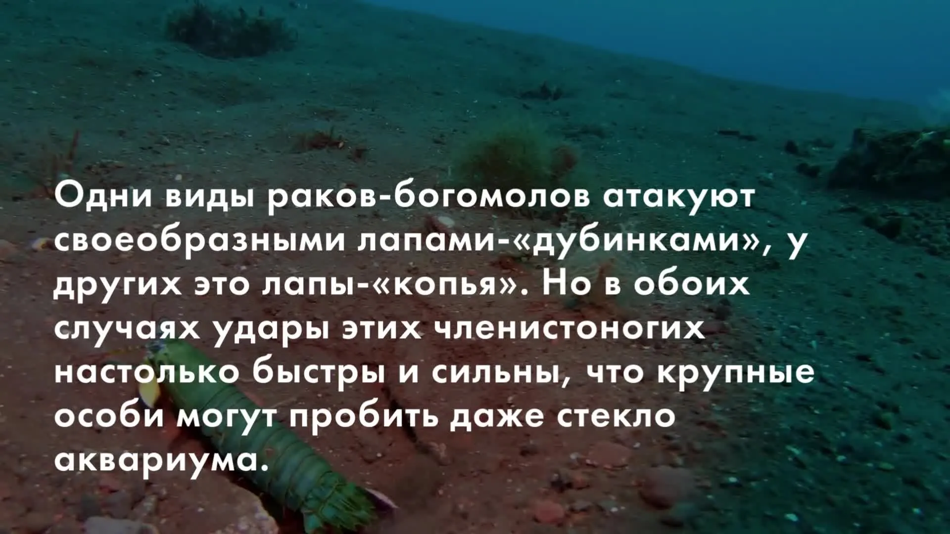 Нажми и смотри