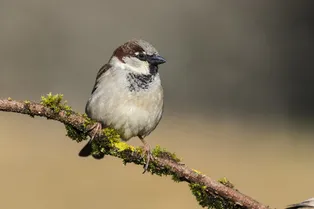 Все как у людей: российские воробьи стремительно толстеют из-за любви к фастфуду Все как у людей: российские воробьи стремительно толстеют из-за любви к фастфуду
