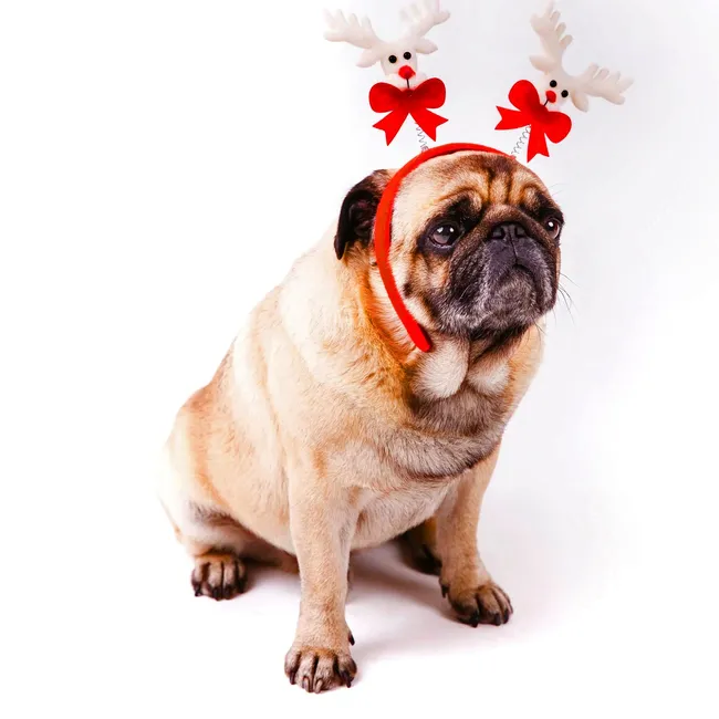 Как помочь собаке или коту пережить стресс от празднования Нового года