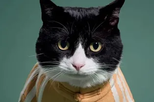 Это мы берем: Adidas выпустил фирменные куртки для кошек и собак