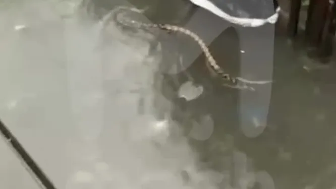 Нажми и смотри