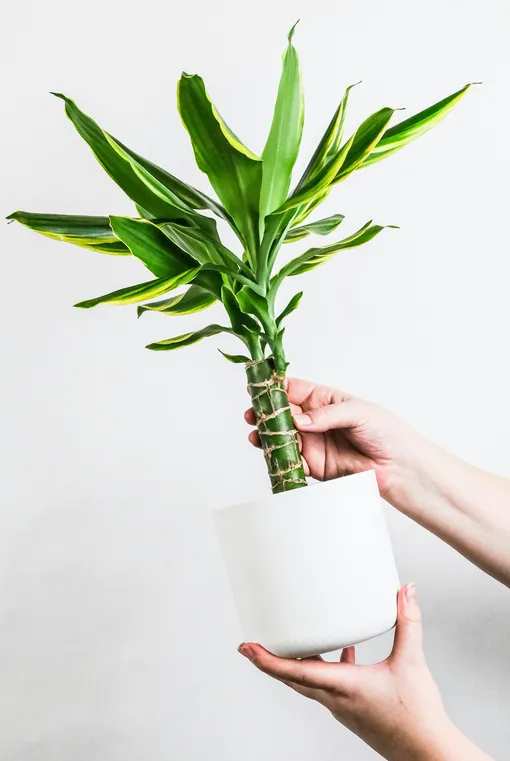 Драцена душистая (Dracaena fragrans) Растения, которые улучшают воздух дома