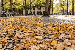Холода откладываются: синоптики рассказали, какой будет погода в Москве в ноябре Холода откладываются: синоптики рассказали, какой будет погода в Москве в ноябре