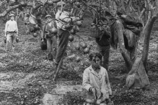 Сборщики лимонов на плантациях под Палермо, Сицилия, 1906 год Сборщики лимонов на плантациях под Палермо, Сицилия, 1906 год