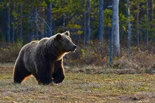 В Красноярске закрыли самую длинную туристическую лестницу в России: она стала опасной из-за нашествия медведей В Красноярске закрыли самую длинную туристическую лестницу в России: она стала опасной из-за нашествия медведей