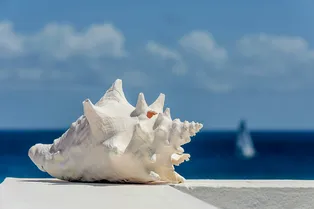 Ученые из Индии победили апноэ: решить проблему можно с помощью обычной морской раковины