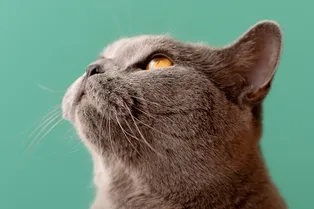 Вин Дизель, Армагеддон, Носок: названы самые необычные клички для котов в Москве Вин Дизель, Армагеддон, Носок: названы самые необычные клички для котов в Москве