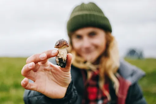 После дождей пошли грибы: где их сейчас собирают ведрами? После дождей пошли грибы: где их сейчас собирают ведрами?