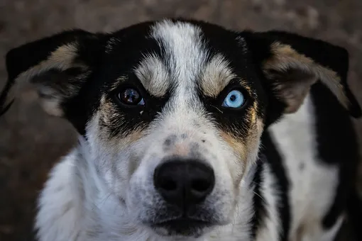 Мутация или адаптация? В Чернобыльской зоне отчуждения заметили синих собак