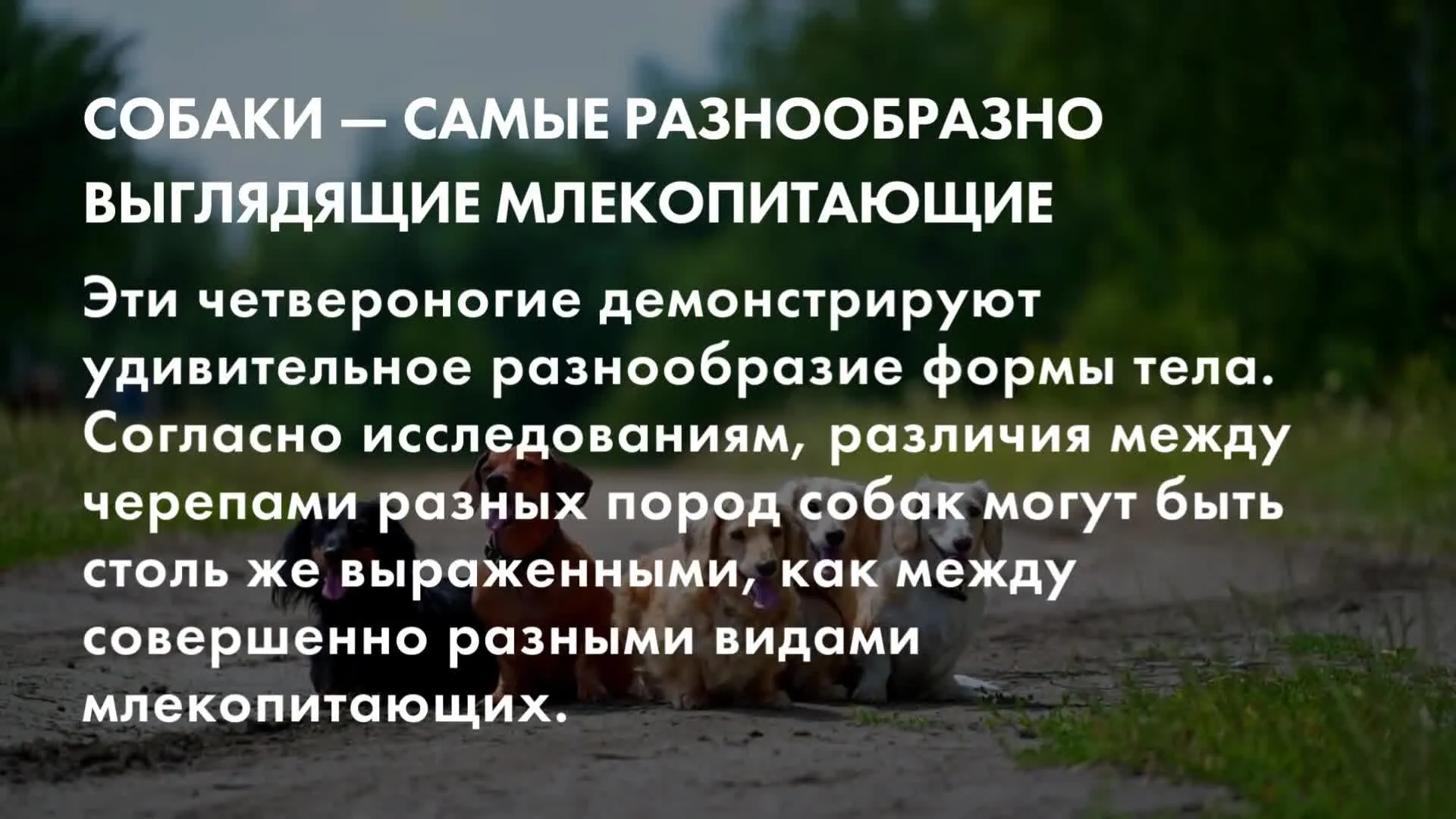 Нажми и смотри