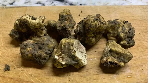 Tuber magnatum — самый ценный вид трюфеля, найденный на территории России Tuber magnatum — самый ценный вид трюфеля, найденный на территории России