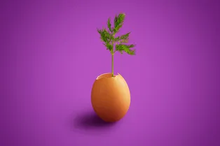 Селедка, скорлупа, чай для растений: мифы и правда об их пользе Селедка, скорлупа, чай для растений: мифы и правда об их пользе