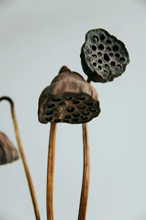 Трипофобия