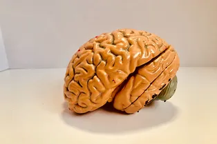 7 продуктов, которые плохо влияют на работу мозга