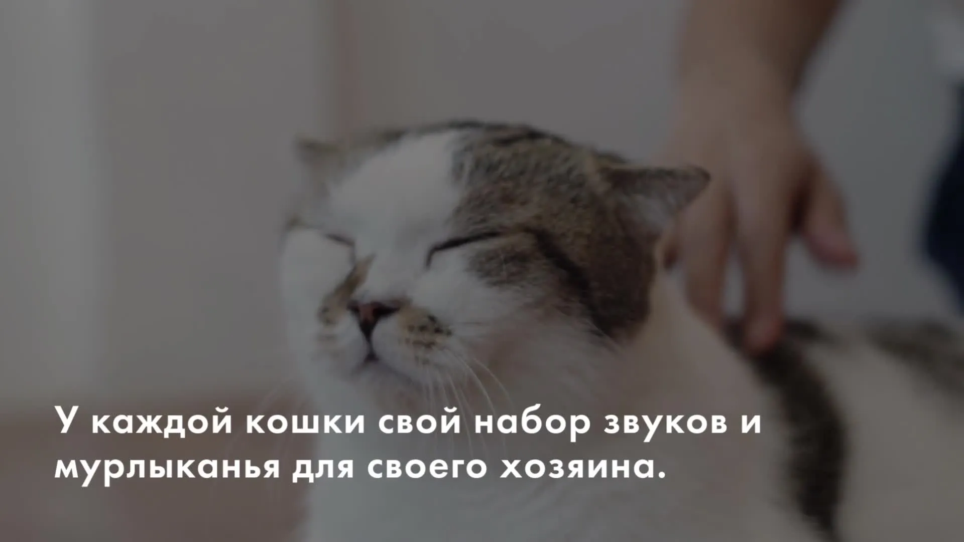 Нажми и смотри