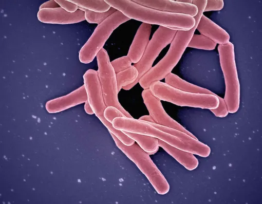 Бактерии Mycobacterium tuberculosis, возбудители туберкулеза Туберкулез