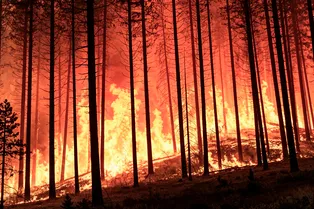 Мощные лесные пожары охватили Японию: огонь уже в городах, власти эвакуируют жителей