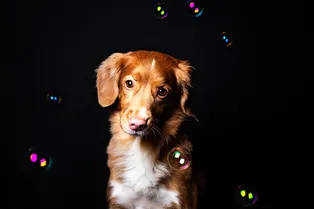 Правда ли, что в СССР мыло делали из собак Правда ли, что в СССР мыло делали из собак