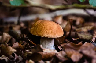 В Подмосковье пошли первые грибы: куда отправиться на «тихую охоту» В Подмосковье пошли первые грибы: куда отправиться на «тихую охоту»