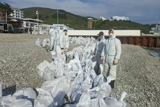 Волонтеры в Туапсе рассказали о массовой гибели дельфинов и нехватке техники: что происходит на черноморском побережье