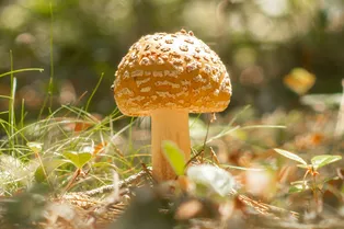 Смертельная Amanita: врач скорой помощи рассказала, как избежать отравления ядовитыми грибами этим летом Смертельная Amanita: врач скорой помощи рассказала, как избежать отравления ядовитыми грибами этим летом