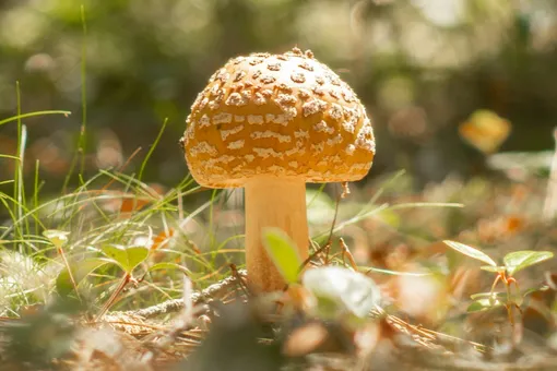 Смертельная Amanita: врач скорой помощи рассказала, как избежать отравления ядовитыми грибами этим летом Смертельная Amanita: врач скорой помощи рассказала, как избежать отравления ядовитыми грибами этим летом