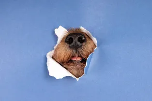 Как убрать шерсть животных с одежды без щетки: 5 простых способов Как убрать шерсть животных с одежды без щетки: 5 простых способов