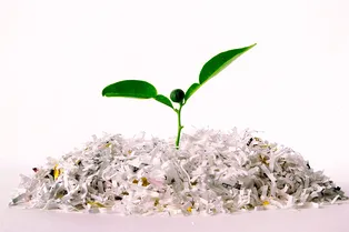 7 домашних растений, которые выживут, даже если вы про них забудете 7 домашних растений, которые выживут, даже если вы про них забудете