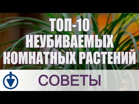 Нажми и смотри