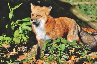На Камчатке лиса украла у туристов камеру и сняла свой побег на видео На Камчатке лиса украла у туристов камеру и сняла свой побег на видео