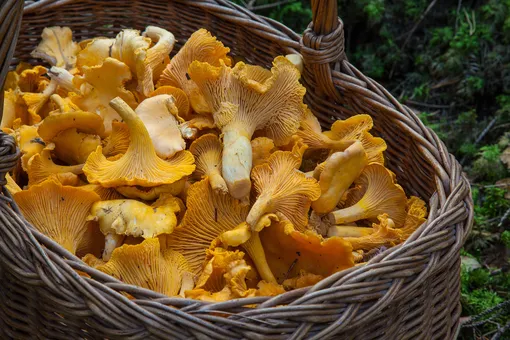 Чем полезны грибы лисички