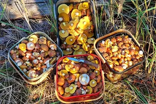 В Подмосковье из-за необычной погоды начался грибной суперсезон. Где сейчас собирают полные корзинки В Подмосковье из-за необычной погоды начался грибной суперсезон. Где сейчас собирают полные корзинки