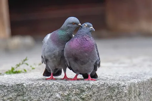 Чайлдфри для птиц: в Польше голубей начнут кормить противозачаточными Чайлдфри для птиц: в Польше голубей начнут кормить противозачаточными