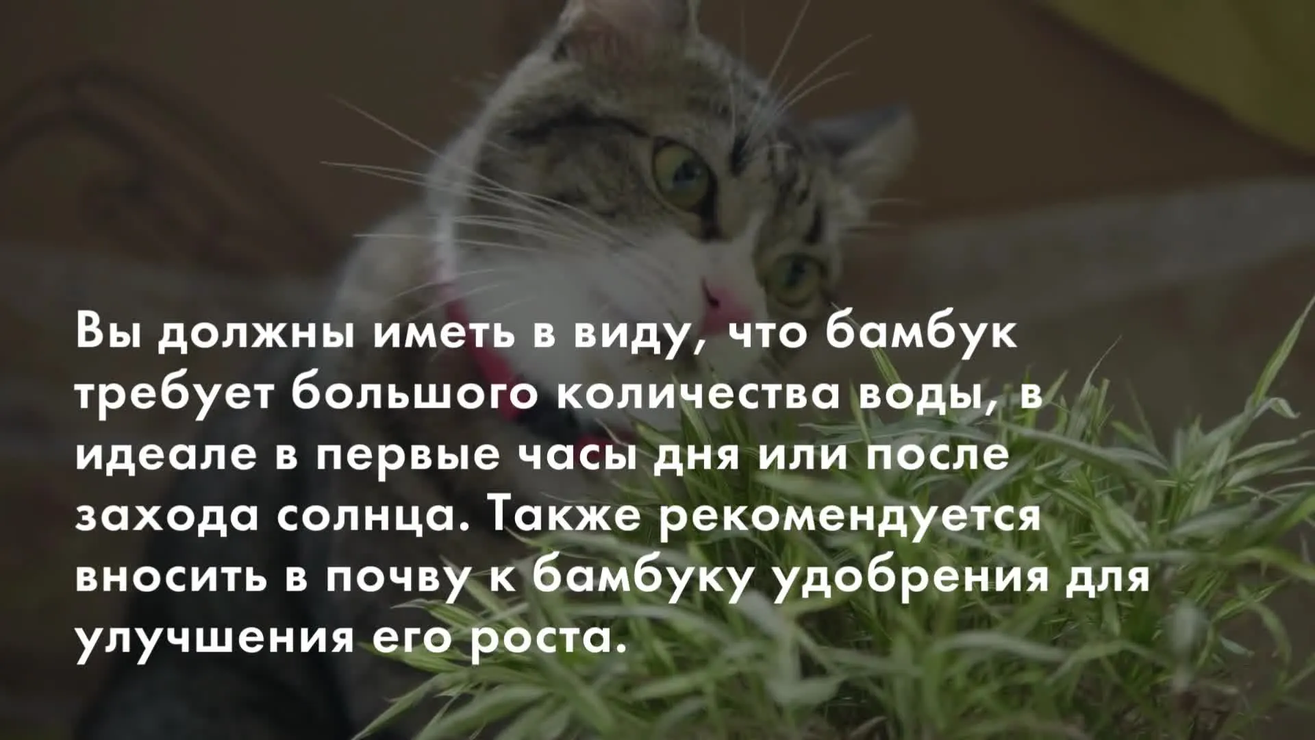 Нажми и смотри