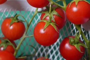 Помидоры умеют предупреждать друг друга о вредителях с помощью электричества — ученые