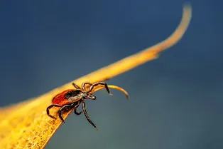 Остерегайтесь клещей: у каждого шестого россиянина найдена страшная мутация, которая делает его беззащитным