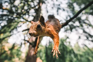 Как белки строят трактеорию для прыжков по веткам