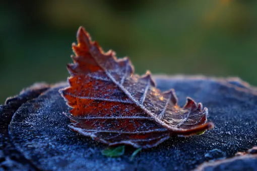 Землю будет «лихорадить»: погода и магнитные бури в Москве 20 ноября