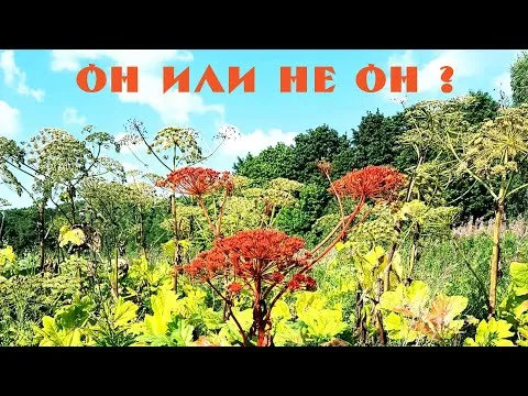 Нажми и смотри