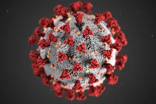 В Сколково объяснили, может ли появиться «русский штамм» COVID-19 В Сколково объяснили, может ли появиться «русский штамм» COVID-19