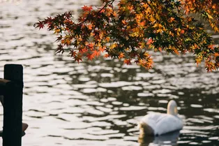 Осень задержится на две недели: москвичам пообещали длинное бабье лето