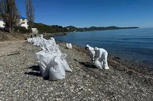 Будет как в Анапе? Пляжи Туапсе пострадали из-за мазута: чего ждать туристам