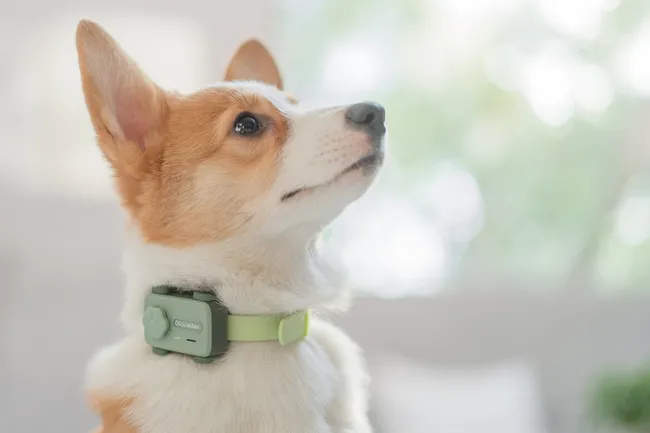 Зверофон для вашего пса, спасение для аллергиков и домашние роботы — топ-10 новинок выставки CES 2026