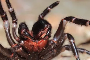 Самые ядовитые животные на Земле, которых лучше избегать любой ценой