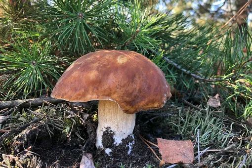 «Тихая охота» за рубли: россияне начали продавать в интернете координаты грибных мест