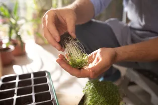 Не выращивайте это дома: какая микрозелень опасна?