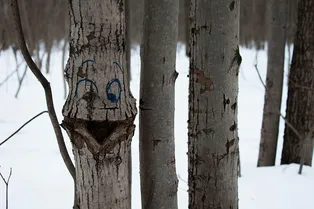 Коварная оттепель: ноябрьское потепление в Москве погубит почки деревьев и расплодит вредителей