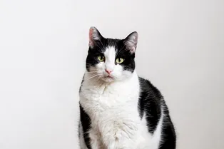 Потерянный кот вернулся домой через полгода после пропажи: он прошел 250 км из Испании во Францию