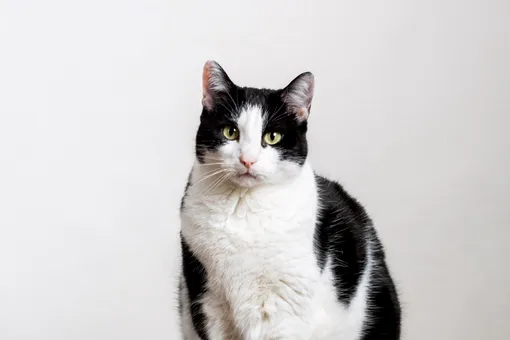 Потерянный кот вернулся домой через полгода после пропажи: он прошел 250 км из Испании во Францию Потерянный кот вернулся домой через полгода после пропажи: он прошел 250 км из Испании во Францию