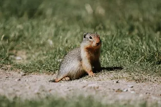 В Роспотребнадзоре предупредили о грызунах-переносчиках чумы